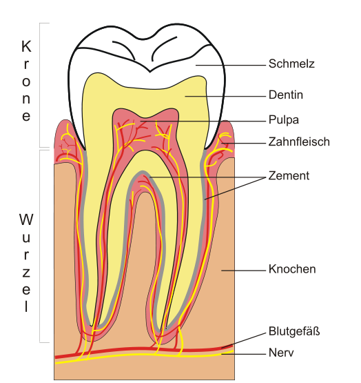 Zahn, Zähne